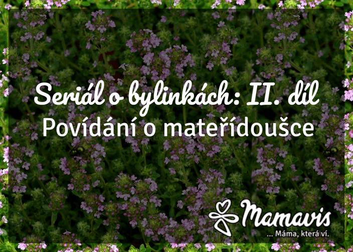 Seriál o bylinkách: IV. díl – Povídání o mateřídoušce