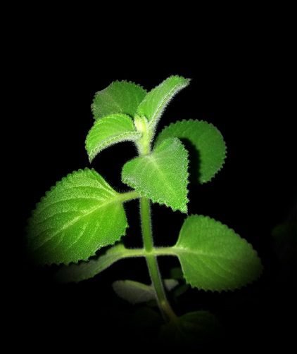 Seriál o bylinkách: II. díl – Znáte rýmovník?