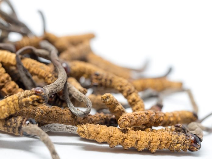 Cordyceps - přírodní energie z hor Tibetu