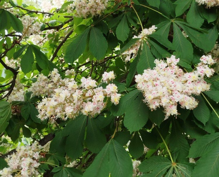 Seriál o bylinkách : XIII. díl - Jírovec Maďal (Kaštan Koňský), ochránce cév a kloubů