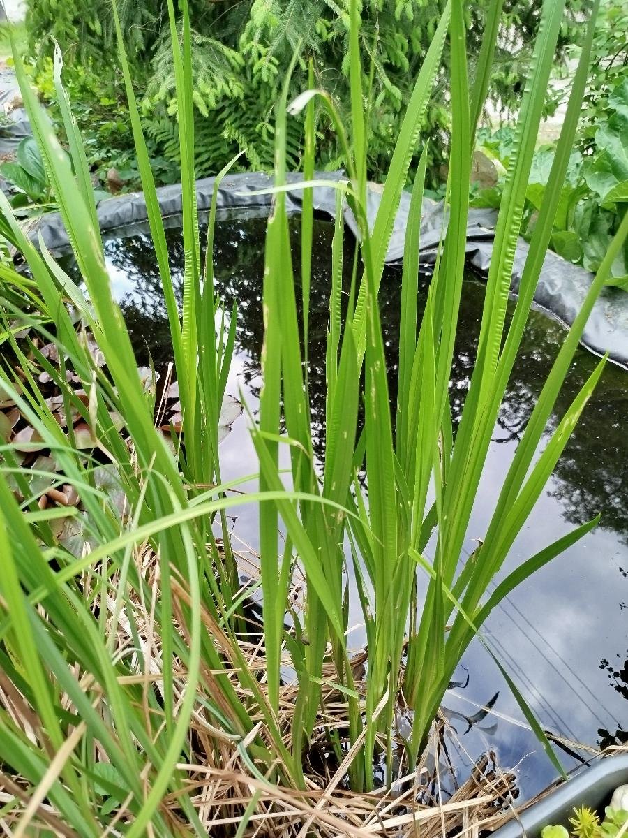 Seriál o bylinkách : XV. Díl – Puškvorec obecný, celkové povzbuzení organismu