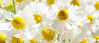 Seriál o bylinkách : XVI. Díl - Heřmánek pravý, pro uvolnění a klidný spánek