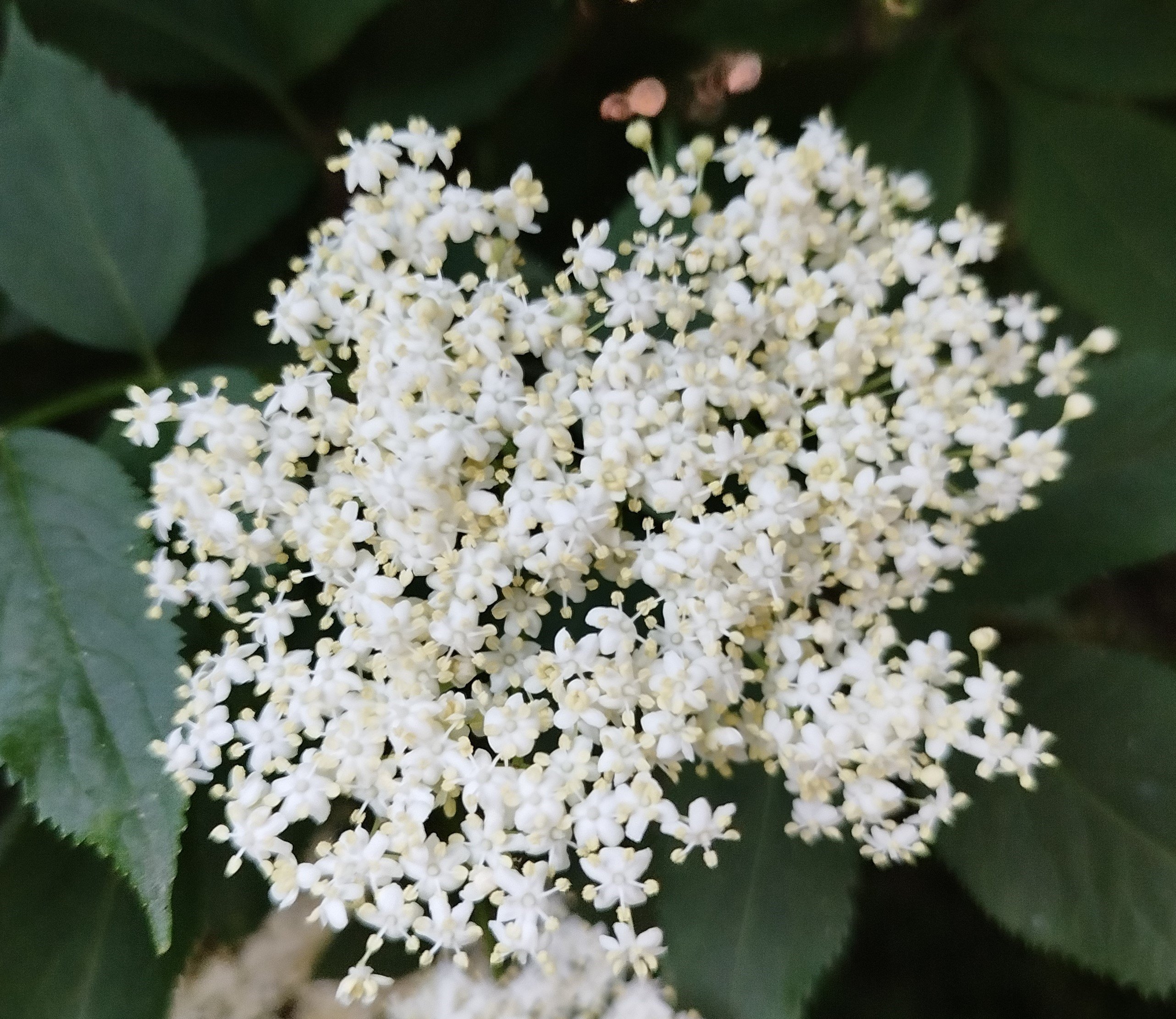 Seriál o bylinkách : XVII. Díl - Bez černý, podpora nejen dýchacích cest