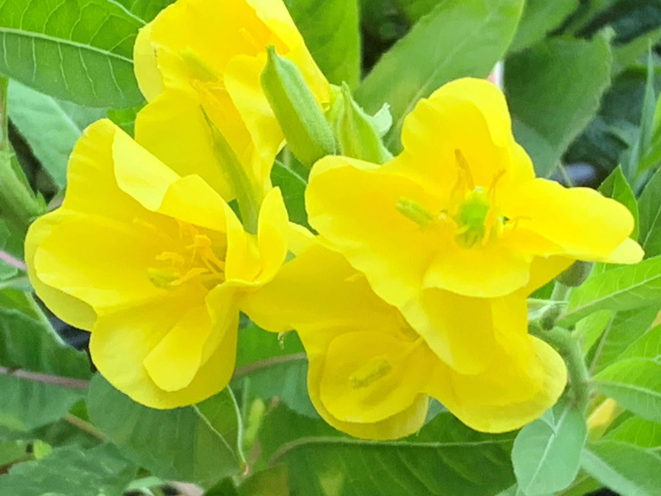 Seriál o bylinkách : XVIII. díl - Pupalka dvouletá, podpora zdravé pleti